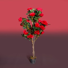Red Rose Tree in Pot