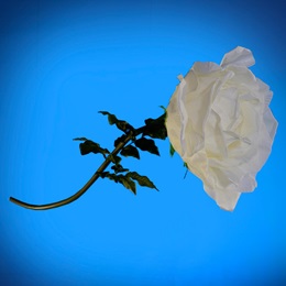 White Flurry Hanging Rose Kit