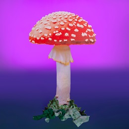 Tall Toadstool Kit