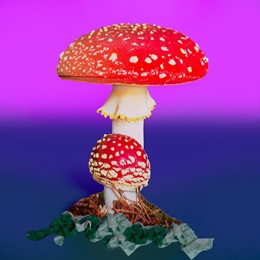 Medium Mushroom Kit