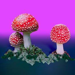Fungus Among Us Mushrooms Kit (set of 2)