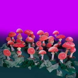 Small Mushroom Garden Kit