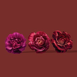 Large Roses Are Roses Kit (set of 3)