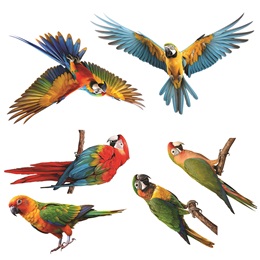 Tropical Birds Cutouts Kit