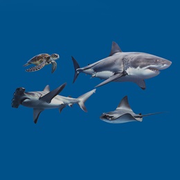 Sea Creatures Cutouts Kit (set of 4)