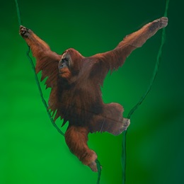 Outrageous Orangutan Kit
