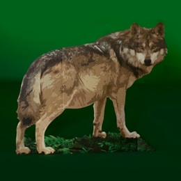 Wild Side Wolf Kit