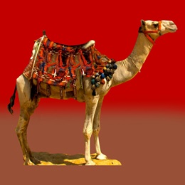 Desert Companion Standing Camel Kit