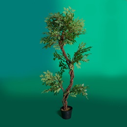 Curved Trunk Ficus Tree Kit
