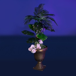 Desert Blooms Planter Kit