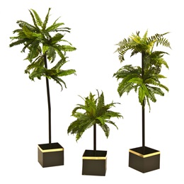 Lush & Luxurious Gypsy Plants Kit (set of 3)