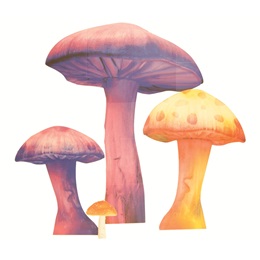 Crazy Chromatic Toadstools Kit (set of 4)