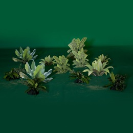 Creeping Jungle Plants Kit (set of 12)